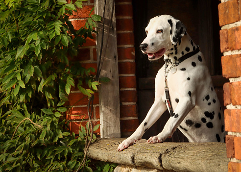 The Dalmatian is a breed of dog, which has a white coat marked with black or brown-coloured spots. Originating as a hunting dog, it was also used as a carriage dog in its early days. The origins of this breed can be traced back to present-day Croatia and its historical region of Dalmatia.