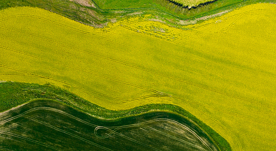 The green texture as yellow of canola field background