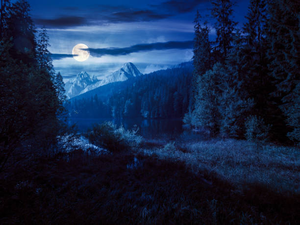 istock wild lake among the coniferous forest at night 1442446347