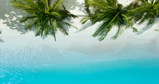 istock The Tropical  Summer palm trees beach and sandy beach and ocean with waves background 1442446579