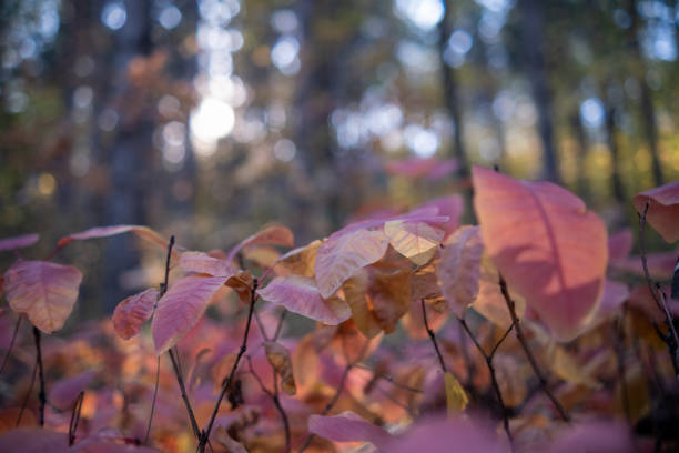 Autumn color of the leaves.