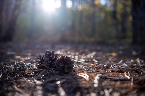 The sun breaks through the autumn forest and illuminates a group of three cones on the ground.