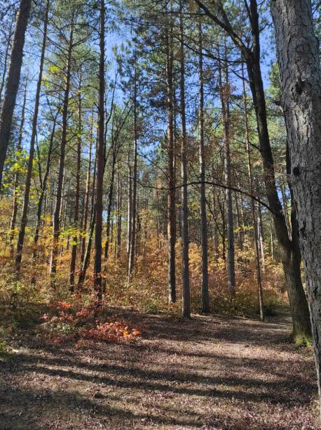 istock The colors of autumn. 1442447691