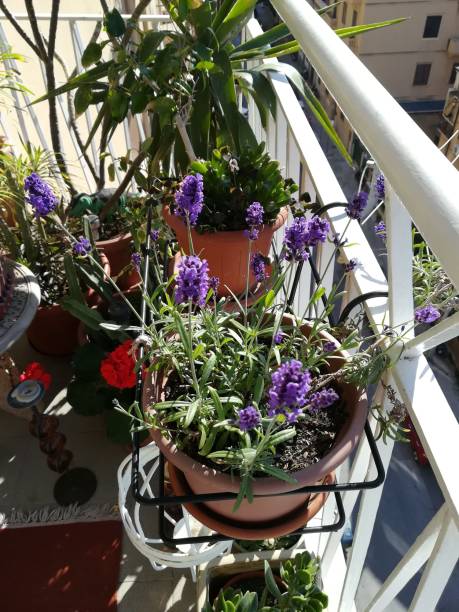 istock Plantes and Flowers and Trees 1442448336