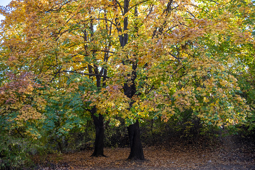 Autumn color of the leaves. Two large trees slowly change their color from summer to autumn.