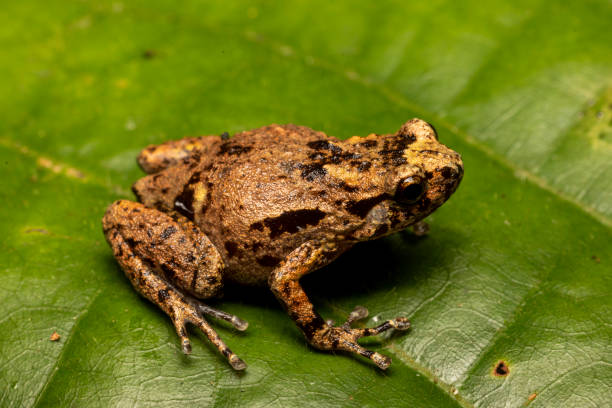 istock Southern Ornate Nursery Frog 1442450579