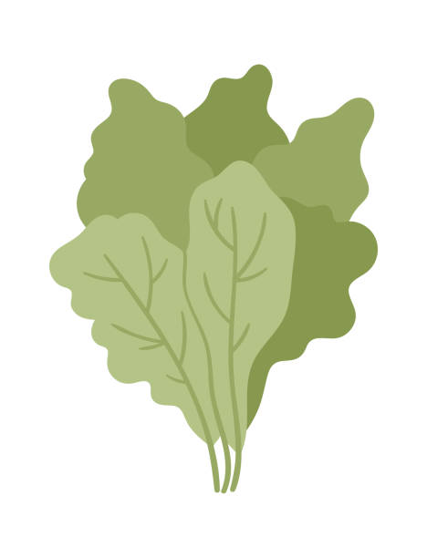 ilustraciones, imágenes clip art, dibujos animados e iconos de stock de icono vegetal de lechuga. ilustración vectorial - agriculture backgrounds cabbage close up