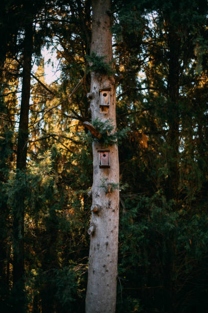 istock Bird Nests Perched on Trees in the Forest 1442451920
