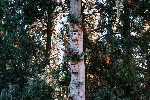 Bird Nests Perched on Trees in the Forest