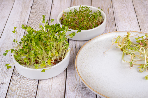 Sprouts, seedlings for healthy nutrition - radish, cress, mung beans.