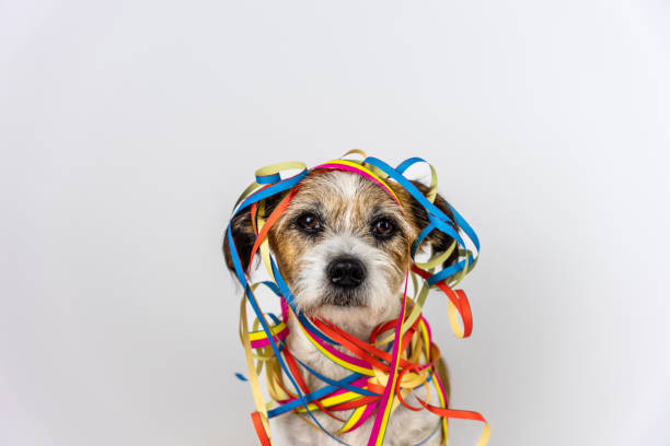 un petit chien avec des banderoles de carnaval autour de la tête - fasching photos et images de collection