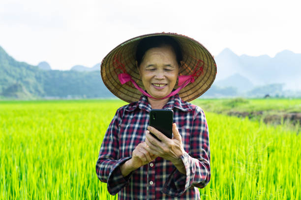 istock Farmer woman in the rice field 1442455719