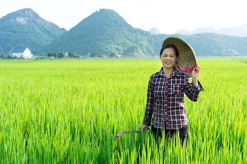 Farmer woman in the rice field