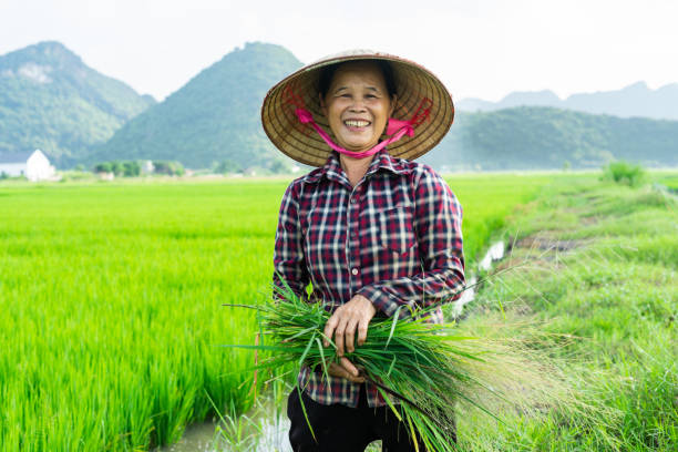 istock Farmer woman in the rice field 1442455740