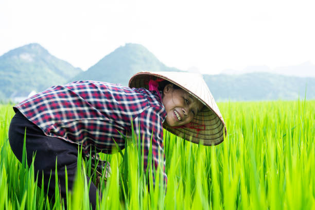 istock Farmer woman in the rice field 1442455745