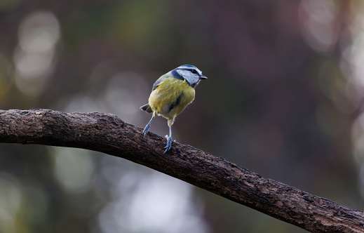 A colourful mix of blue, yellow, white and green makes the blue tit one of our most attractive and most recognisable garden visitors. In winter, family flocks join up with other tits as they search for food