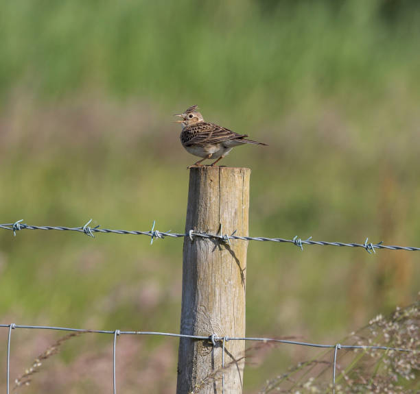 Skylark (Alauda Arvensis)  perched on a barb wired fence post in the countryside uk The skylark is a small brown bird, somewhat larger than a sparrow but smaller than a starling. It is streaky brown with a small crest, which can be raised when the bird is excited or alarmed, and a white-sided tail. The wings also have a white rear edge, visible in flight. It is renowned for its display flight, vertically up in the air. Its recent and dramatic population declines make it a Red List species alauda stock pictures, royalty-free photos & images