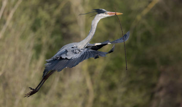 istock Grey Heron (Ardea Cinerea)  flying in to build it's nest in a tree 1442456111