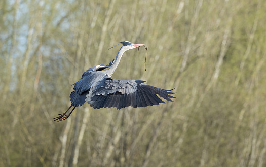 Grey herons are unmistakeable: tall, with long legs, a long beak and grey, black and white feathering. They can stand with their neck stretched out, looking for food, or hunched down with their neck bent over their chest.