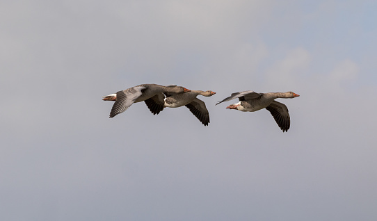 Greylag Geese inflight against a clear sky