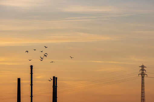 orange evening sky with chimneys, a power pole and a flock of birds