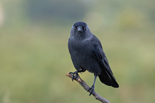 Raven (corvus corax) sitting on a skull and is looking forward.