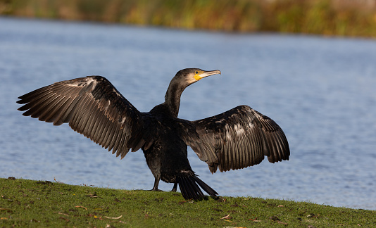A large, black, and conspicuous waterbird, the cormorant has an almost primitive appearance with its long neck making it appear reptilian. It is often seen standing with its wings held out to dry. Regarded by some as sinister and greedy, cormorants are supreme fishers which can bring them into conflict with anglers, thus causing them to be persecuted in the past. The UK holds internationally significant wintering numbers