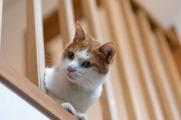 istock A cat sticking its head out of a lattice gap 1442469574