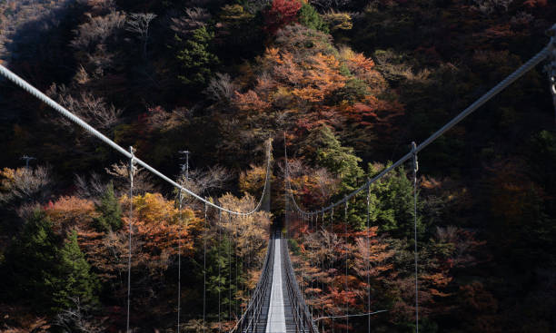 istock Autumn leaves and suspension bridge 1442470100