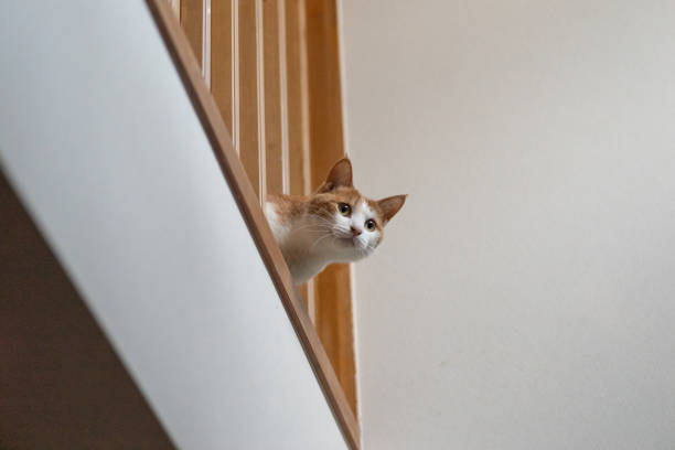 istock A cat sticking its head out of a lattice gap 1442470168