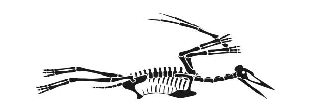 pterodactyl dinosaurier skelett prähistorisches tier. vektorillustration - dinosaur fossil tyrannosaurus rex animal skeleton stock-grafiken, -clipart, -cartoons und -symbole