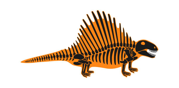 spinosaurus dinosaurier skelett prähistorisches tier. vektorillustration - dinosaur fossil tyrannosaurus rex animal skeleton stock-grafiken, -clipart, -cartoons und -symbole