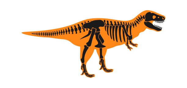 tyrannosaurus dinosaurier skelett prähistorisches tier. vektorillustration - dinosaur fossil tyrannosaurus rex animal skeleton stock-grafiken, -clipart, -cartoons und -symbole