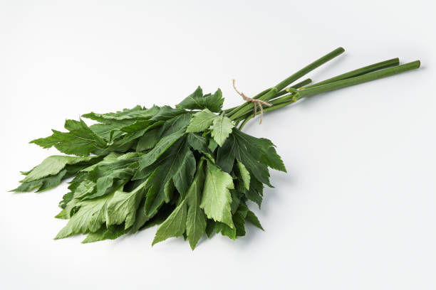 istock Ashitaba-Angelica keiskei, This image is available for clipping work. 1442472401