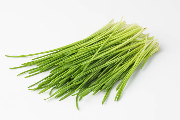 nahaufnahme gerstengras auf weiß. essens- und getränkekonzepte - wheatgrass nutritional supplement antioxidant grass stock-fotos und bilder