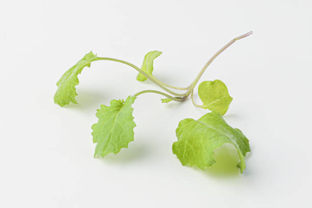 istock Baby Kale on White Background 1442472459