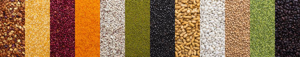 istock Banner of different types of legumes 1442472488
