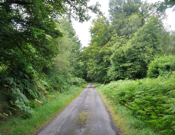 istock Road in a forest in Brittany 1442472833