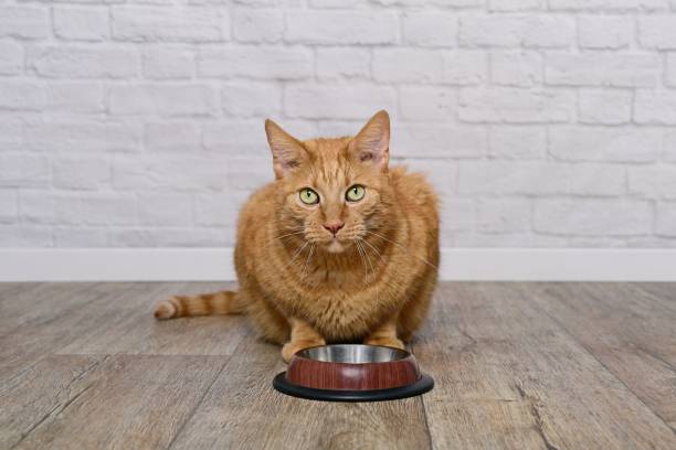 istock Hungry ginger cat sits behind empty bowl and loking at camera. 1442473220