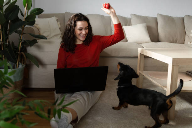 istock It is not easy to work from home with a young dachshund dog 1442473748