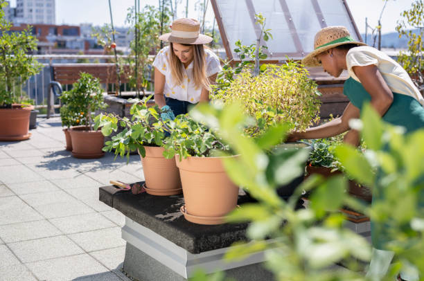 istock Women working in the rooftop garden 1442478608