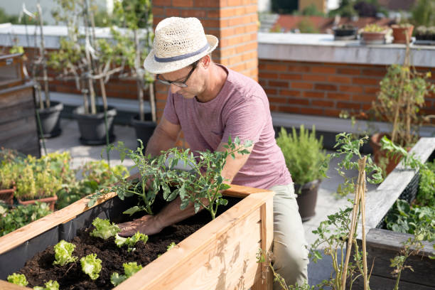istock Man working in vegetable garden 1442478666