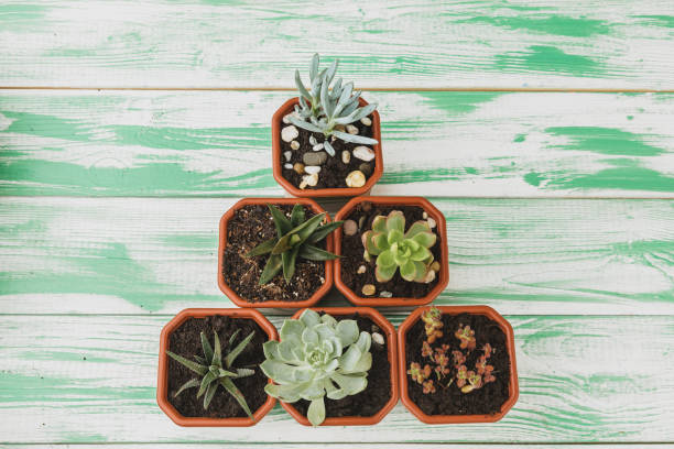istock Succulent sprouts on green weathered wooden background top view 1442480666