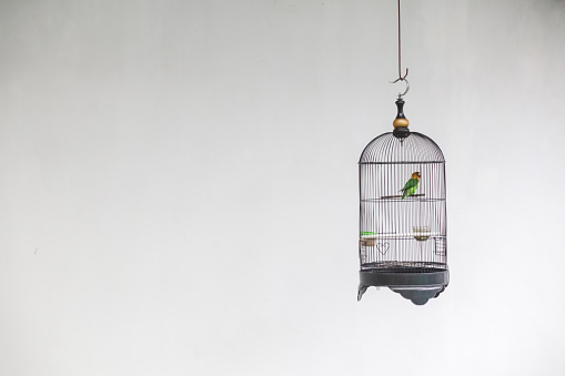 istock A cage with a lovebird in it hangs on a hanger on a white background. Photo of a Lovebird in a cage. 1442480695