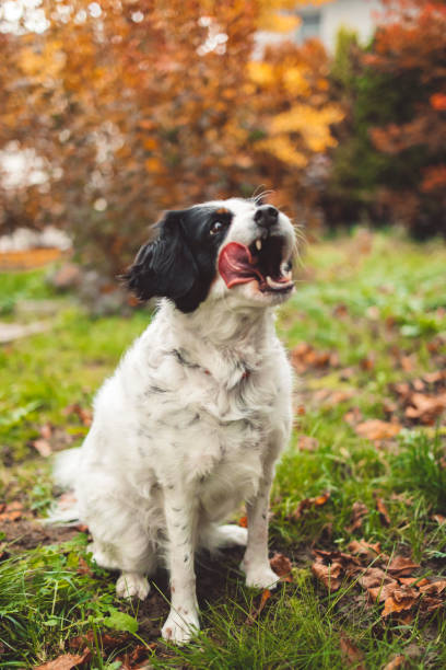 istock Happy Black and White Dog 1442482322