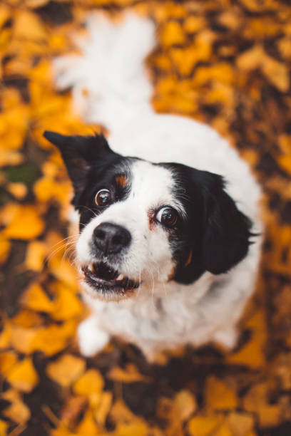 istock Happy Black and White Dog 1442482352