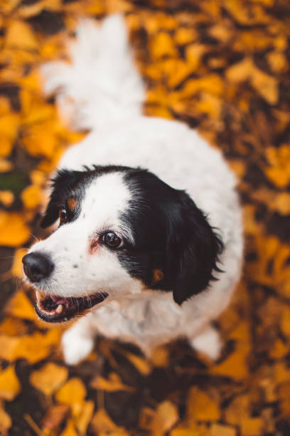 istock Happy Black and White Dog 1442482365