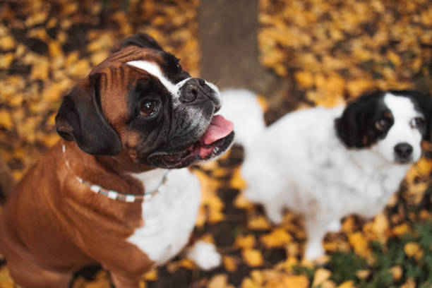 Dogs on the lawn in front of the house. Autumn landscape.