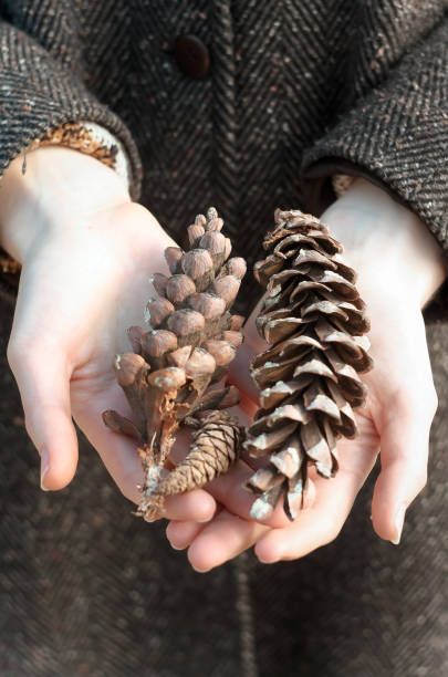 istock Close up pine cones concept photo 1442484529