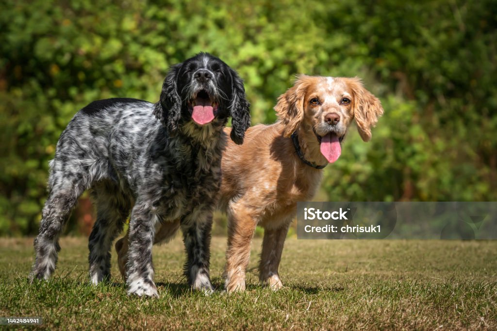 Working Lemon Cocker Working Cocker Spaniel Lemon Roan And Blue Roan Standing And Looking At ...